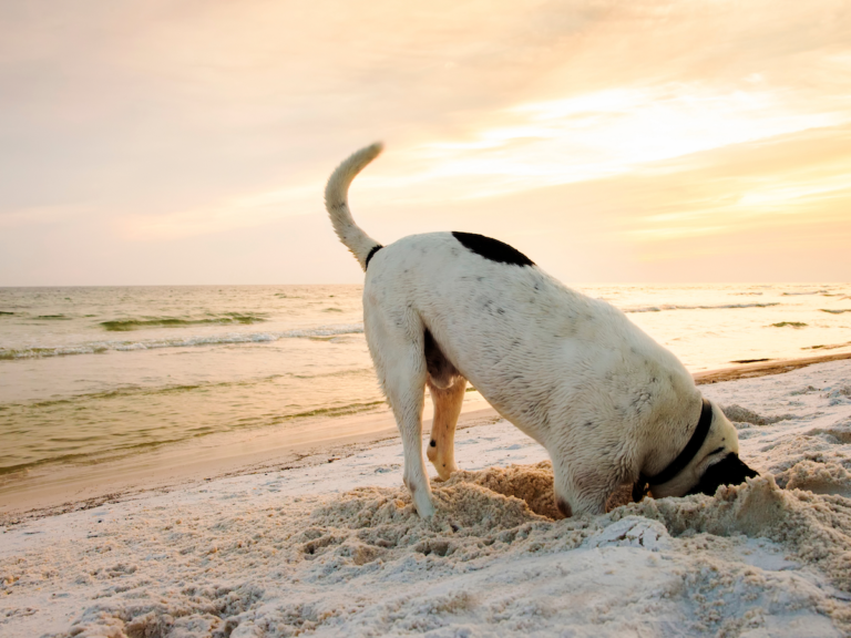 An image of a white dog with a few black spots digging in the sand on a beach. Its head and front paws are completely covered, and there are waves crashing behind it onto the shore. It appears to be either sunrise or sunset. The image symbolizes the power of Copernic's Deep file search service/